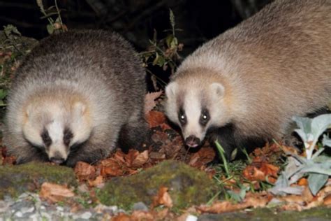 動物代表|日本の哺乳類一覧